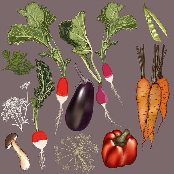 Colección de verduras de vectores para el diseño
 - Vector, imagen