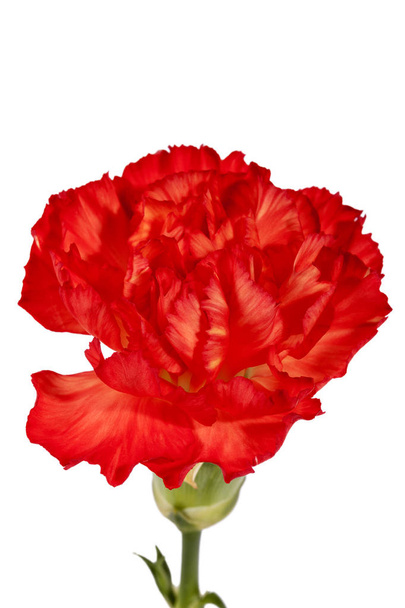 白色の背景に孤立した赤いカーネーション(Dianthus caryophyllus)の花。. - 写真・画像