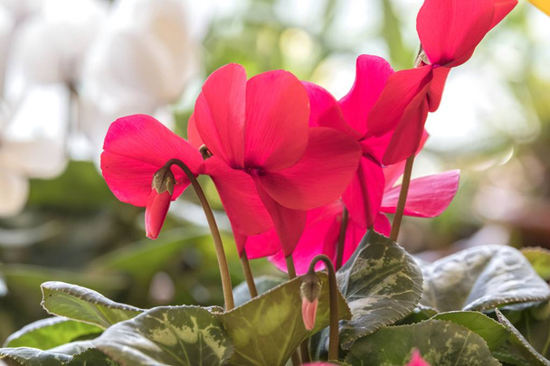 red cyclamen in bloom in spring - Photo, Image
