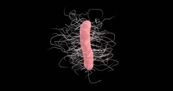 3D-Animation eines Clostridium difficile Bakteriums - Filmmaterial, Video