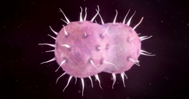 animacja 3D bakterie neisseria gonorrhoeae - Materiał filmowy, wideo