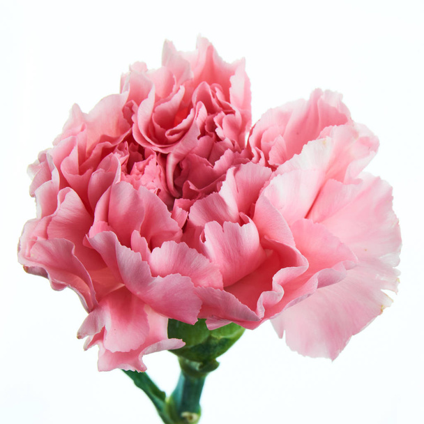 schöne rosa Nelkenblüte mit Stiel aus nächster Nähe - Foto, Bild