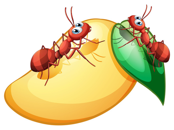 mango s mravenci - Vektor, obrázek