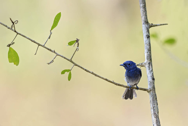 Monarcha niebieski - mały niebieski ptaka perching z Azji Południowo-Wschodniej puszcz i lasów, Sri Lanka, Hypothymis azurea. - Zdjęcie, obraz