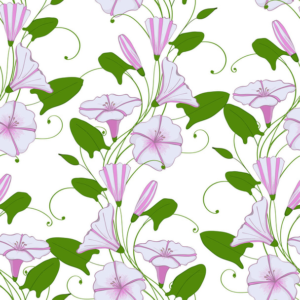 Floral elegante achtergrond convolvulus. naadloze tedere patroon bloem bindweed. Ochtend-glorie eindeloze vrouwelijke sieraad. illustratie - Foto, afbeelding