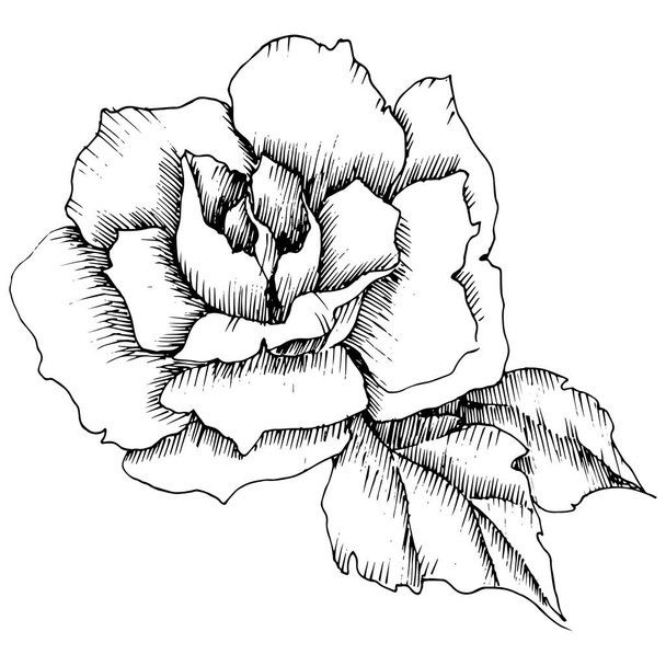 Rózsa virág vektor stílusban. Elszigetelt ábra elemet. Teljes név, a növény: Rózsa. Vektor virág a háttér textúra, burkoló minta, keret vagy határ. - Vektor, kép