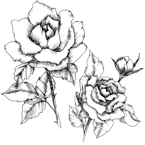 Τριαντάφυλλο λουλούδι σε ένα στυλ διάνυσμα. Απομονωμένη εικονογράφηση στοιχείο. Πλήρης ονομασία του φυτού: τριαντάφυλλο. Διάνυσμα λουλούδι για φόντο, υφή, μοτίβο περιτύλιγμα, πλαίσιο ή στα σύνορα. - Διάνυσμα, εικόνα
