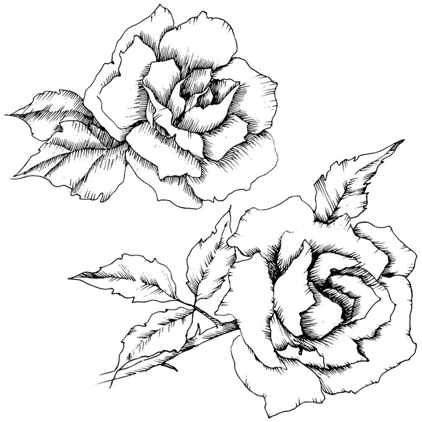 Rose bloem in de stijl van een vector. Geïsoleerde illustratie element. Volledige naam van de plant: roos. Vector bloem voor achtergrond, textuur, wrapper patroon, frame of rand. - Vector, afbeelding