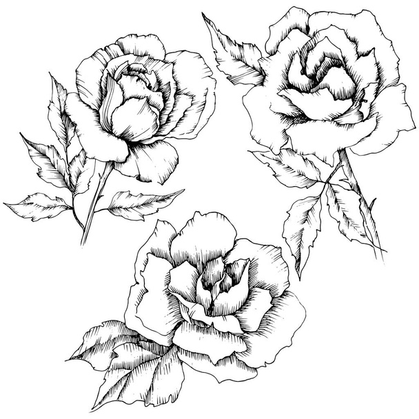 Rózsa virág vektor stílusban. Elszigetelt ábra elemet. Teljes név, a növény: Rózsa. Vektor virág a háttér textúra, burkoló minta, keret vagy határ. - Vektor, kép