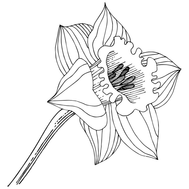 Нарцис дикий квітка в векторному стилі ізольований. Ізольований елемент ілюстрації. Повна назва рослини: нарцис. Векторна квітка для тла, текстури, візерунка обгортки, рамки або рамки
. - Вектор, зображення