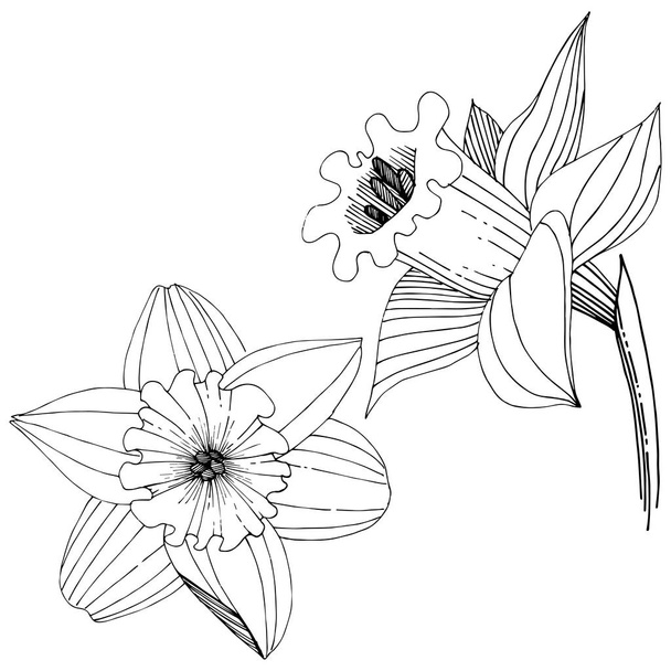 Нарцисс полевой цветок в векторном стиле изолирован. Изолированный элемент иллюстрации
. - Вектор,изображение