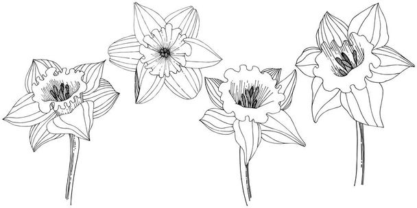 Narcissus wildflower in a vector style isolated. Isolated illustration element. - Vettoriali, immagini
