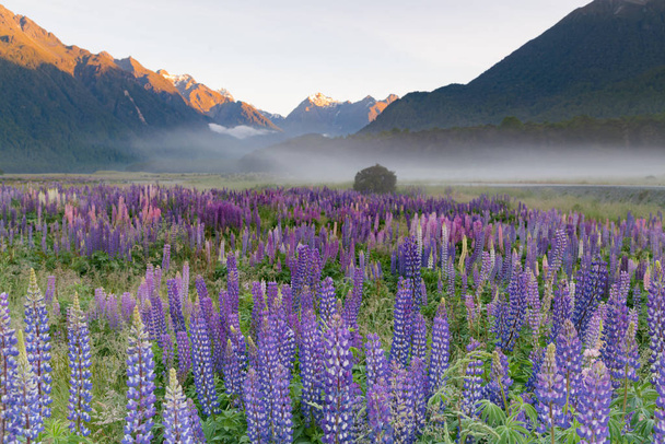 Belle fleur de lupin pleine floraison saison d'été, fond de paysage naturel de Nouvelle-Zélande
 - Photo, image