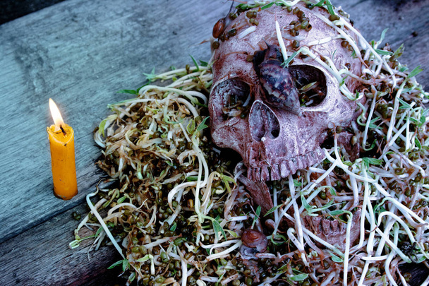 Death skull human with big snail crawl on face and rot bean sprouts some foul smelly. concept halloween day. - Photo, Image
