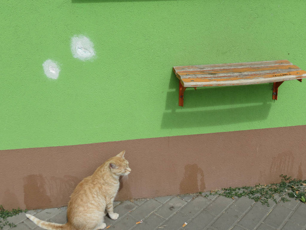 narancssárga cirmos házimacska Otthonka (Felis catus) emlős állat egy fal és egy polc - Fotó, kép