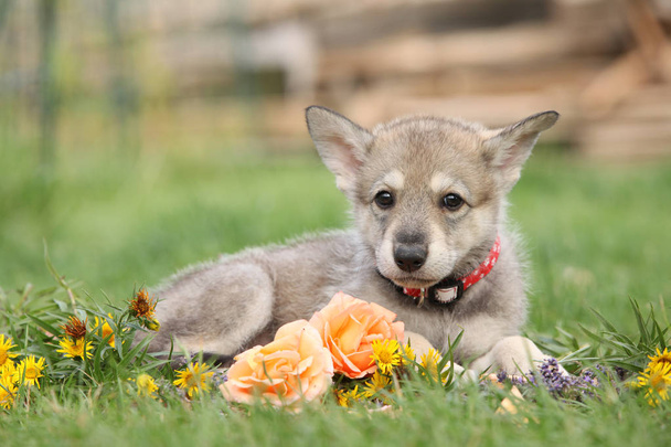 Retrato de Saarloos Wolfhound cachorro com flor
 - Foto, Imagem