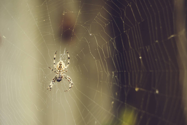 Velké zahradní pavouk sedí na pavučina. - Fotografie, Obrázek