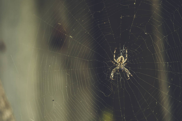 Uma aranha grande do jardim senta-se em uma teia de aranha
. - Foto, Imagem