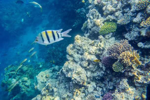 kaunis ja monipuolinen koralliriutta
 - Valokuva, kuva