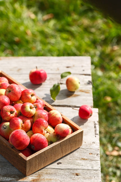fresh harvest of homemade apples on a wooden table on a green background - Фото, изображение