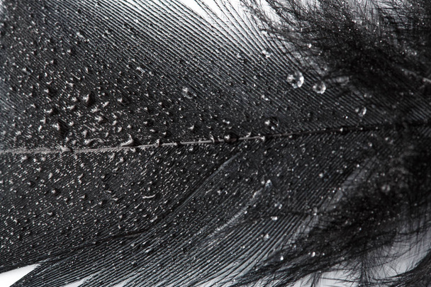Pluma negra sobre fondo blanco. plumas, plumas de pollo textura de fondo. Fondo abstracto
. - Foto, Imagen
