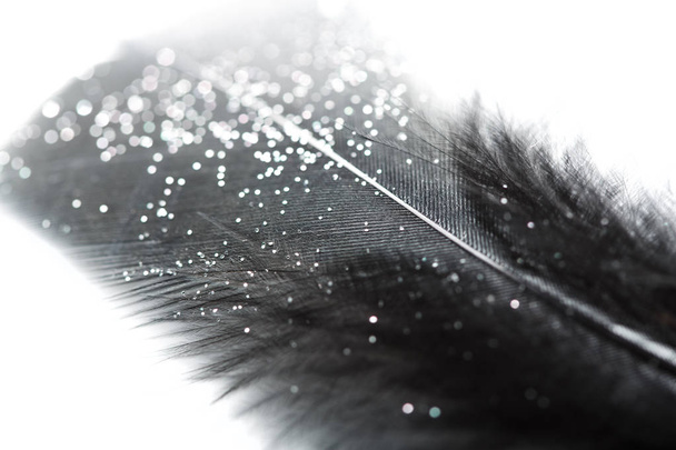 black feather on white background. feathers, chicken feathers background texture. Abstract background. - Фото, изображение
