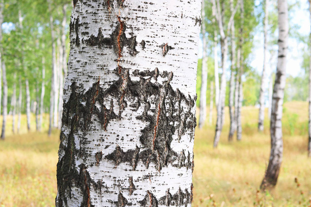 Gyönyörű nyírfa fehér nyírfa kéreg nyírfa ligetben zöld nyírfa levelek nyáron - Fotó, kép