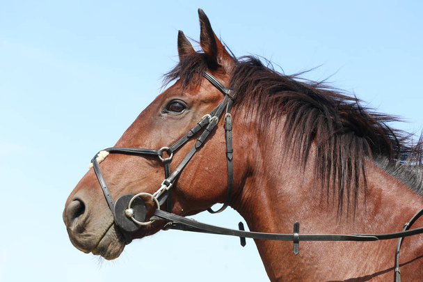 Neznámé soutěžící jezdí na drezurní kůň akci v jízdě pozemní venkovní. Headshot zblízka drezurní koně během soutěže akce venku. - Fotografie, Obrázek