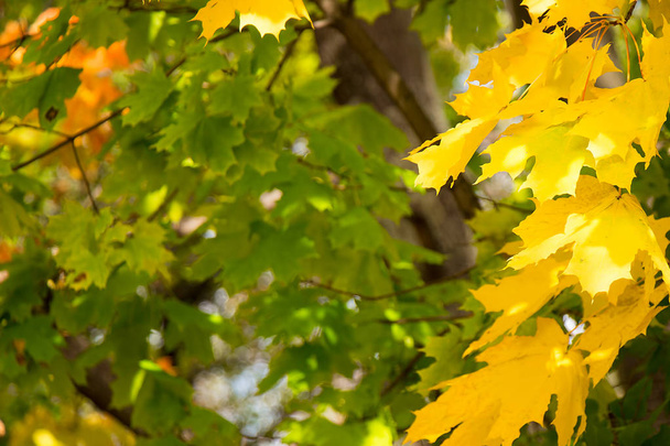 Autumn, maple leaves in a city park - Valokuva, kuva