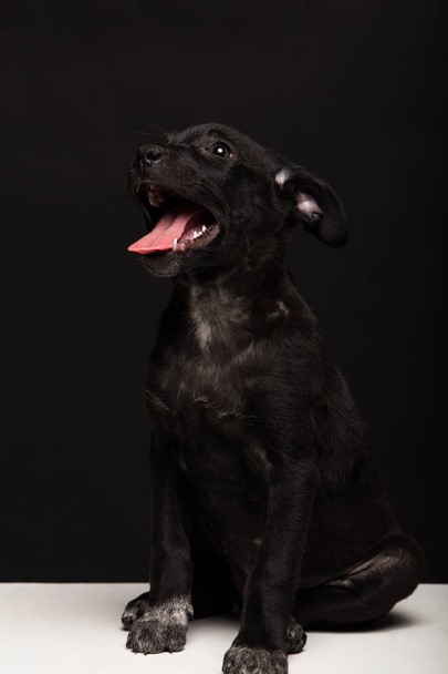 one mongrel dog puppy on a black background. studio shot - Foto, imagen