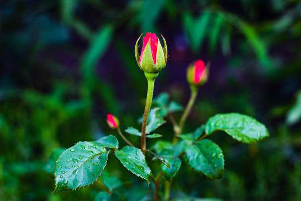 Rose buds are red on the rain - Photo, Image