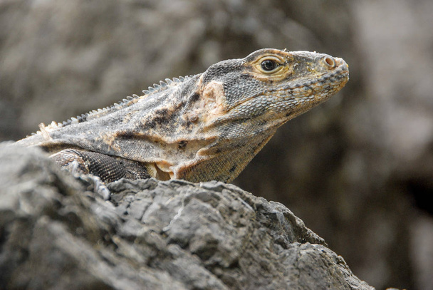 Una iguana en las rocas de la costa del Parque Nacional Manuel Antonio en Costa Rica
 - Foto, Imagen