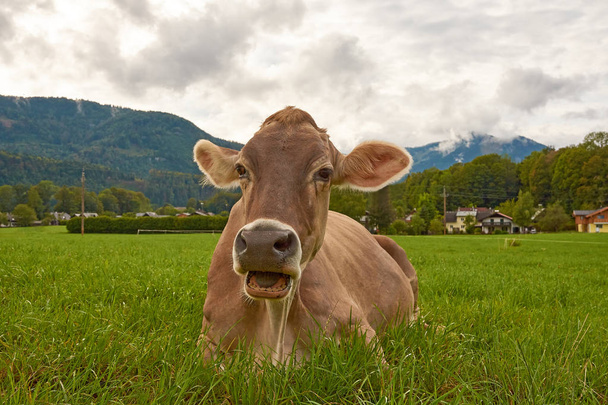 Vista ravvicinata di una mucca al pascolo verde e all'erba nelle Alpi austriache con un bosco e un villaggio sullo sfondo
 - Foto, immagini