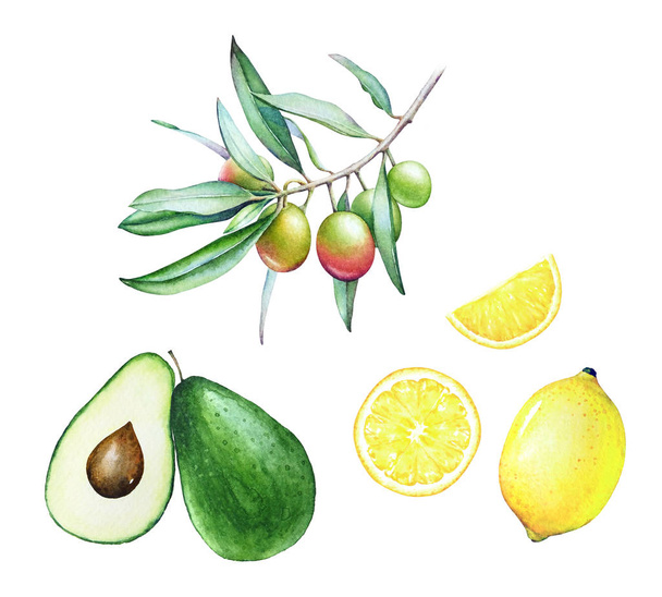 Collection of watercolor hand drawn olive tree branch, avocado and lemon isolated on white background. Traditional ingredients of mediterranean cuisine. - Foto, immagini