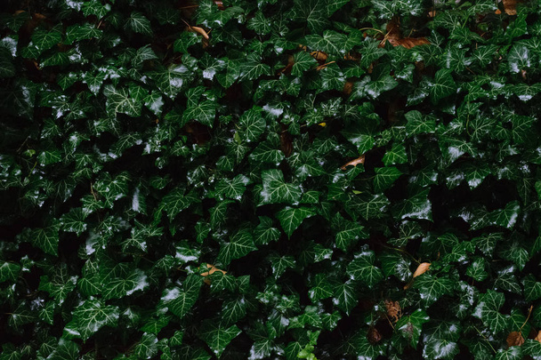 Tiivistelmä Vihreät lehdet sateen jälkeen
 - Valokuva, kuva
