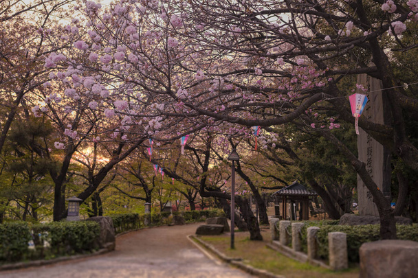 Kaunis hanami puolue auringonlaskussa vaaleanpunainen kirsikankukka Asukayama puisto Kita alueella Tokiossa, Japanissa
. - Valokuva, kuva