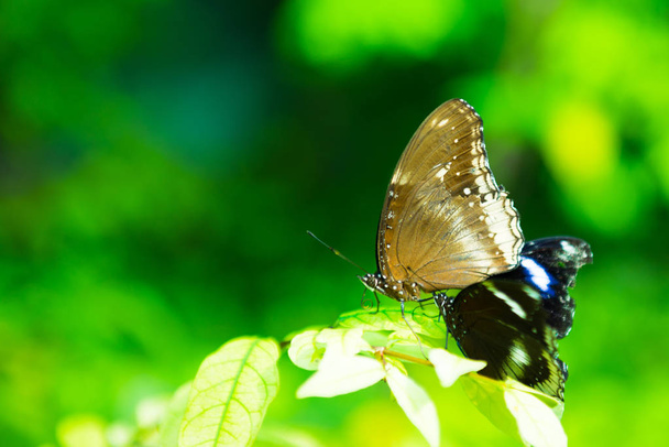 бабочка сидит на зеленом листе в саду
 - Фото, изображение