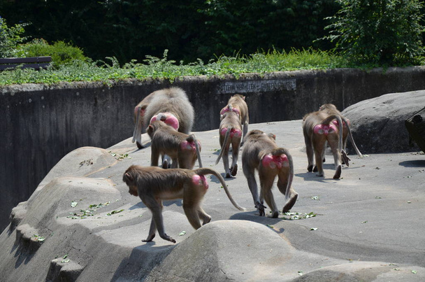 Salvaje Hamadryas babuino, zoológico de Frankfurt (Alemania) - Foto, Imagen