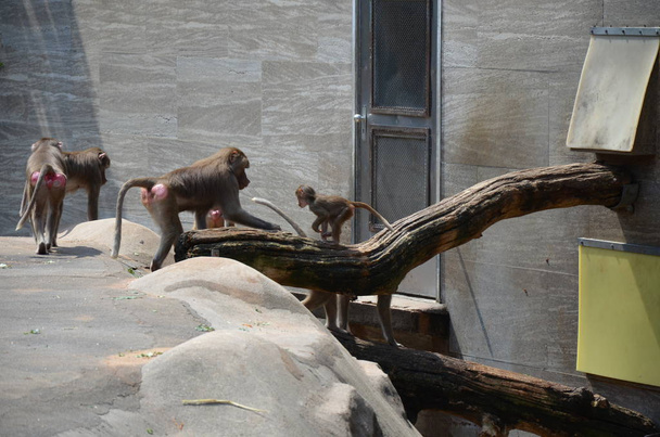 Wild Hamadryas baboon, zoo of Frankfurt (Germany) - Foto, Imagen