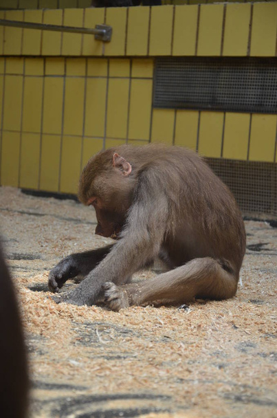 Wild Hamadryas baboon, зоопарк у Франкфурті (Німеччина).) - Фото, зображення