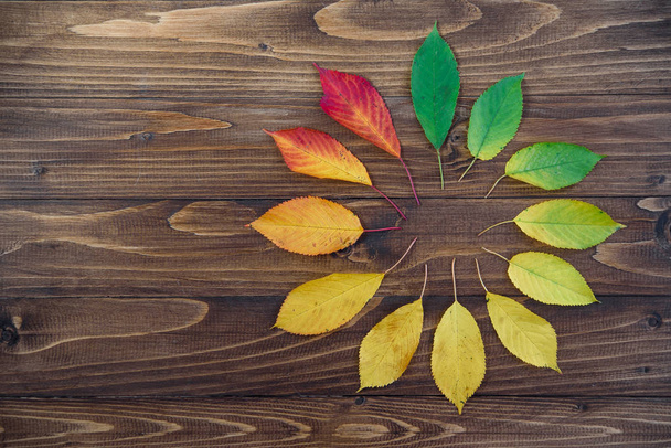 Autumn leaves set in a circle passes from green to red on a wooden background. The concept of changing the season. - Foto, Bild