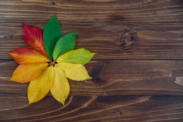 Autumn leaves transition from green to red on wooden background. Concept change of season. - Foto, immagini