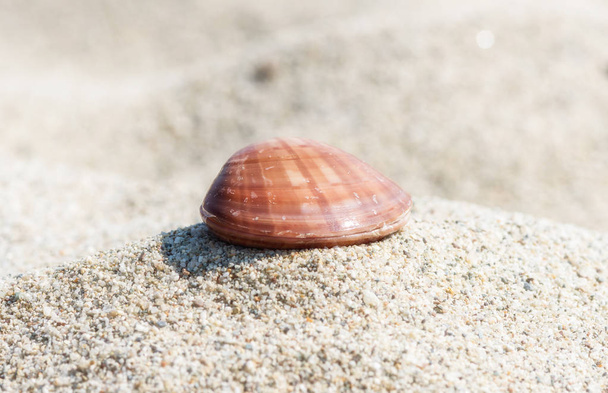 Μόνο seashell στο φως του ήλιου ξαπλωμένοι στην αμμουδιά, Φράζω-φύση φόντο - Φωτογραφία, εικόνα