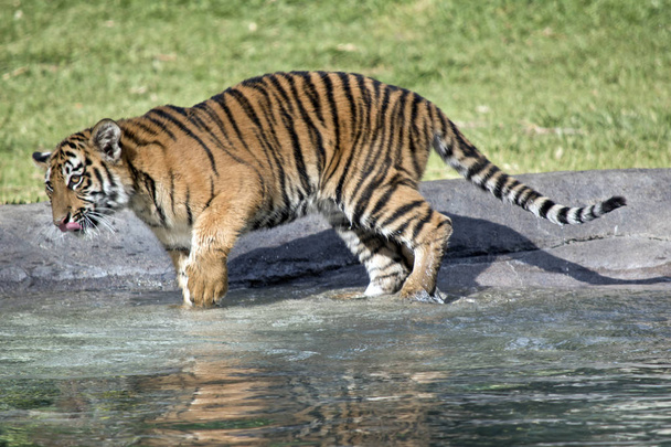 de tijger is net gegaan in het water - Foto, afbeelding