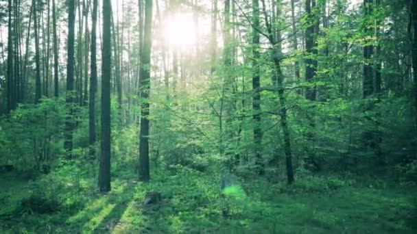 Prachtig natuur bos bomen groen gras Sun Woods zonsondergang - Video
