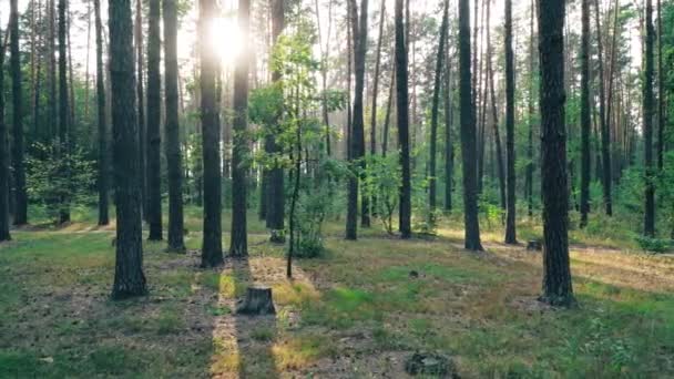 Gyönyörű természet erdei fák zöld fű nap Woods naplemente - Felvétel, videó
