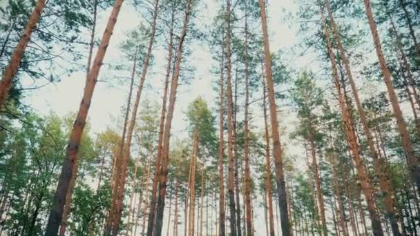 Красива природа ліс дерева зелена трава сонця Вудс захід сонця - Кадри, відео