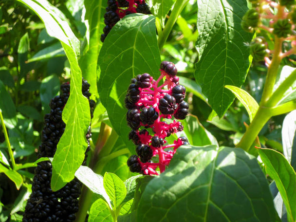 Fioletowe owoce czarny Phytolacca americana w ogrodzie, Rosja. - Zdjęcie, obraz