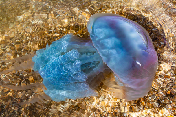 jellyfish by the sea, jellyfish in Odessa, black sea and jellyfish - Photo, Image