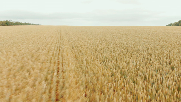 Volando cerca sobre el vasto campo de trigo amarillo. Vuelo sobre el maizal. Vista del dron. Cosecha, concepto agrícola
 - Imágenes, Vídeo